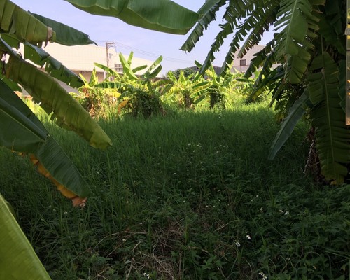 台南整地除草, 台南除草整地