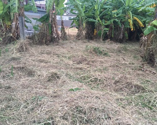 仁德果園維護除草, 仁德割草整地, 仁德除草整地