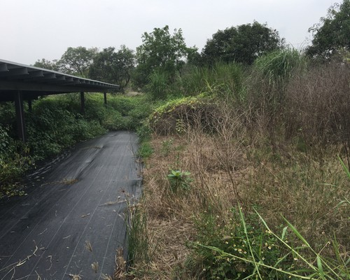 台南後壁鋪仰草蓆, 台南後壁除草, 台南後壁割草, 台南後壁太陽能廠除草