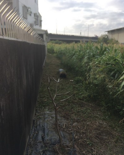 台南建地除草, 台南建地割草, 台南環境清理, 台南除草景觀工程, 台南代客除草, 台南除(割)草作業, 台南割草, 台南除草, 台南割草整地, 
                        台南除草整地, 台南空地除草價格, 台南除草工, 台南整地除草費用, 台南空地割草, 台南整地除草, 台南空地除草