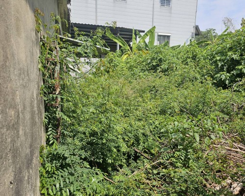台南雜草雜樹清除, 台南環保廢棄物清運, 台南除草, 台南割草, 台南庭園除草