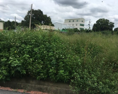 台南佳里建地除草, 台南佳里建地割草, 台南佳里環境清理, 台南佳里除草景觀工程, 台南佳里代客除草, 台南佳里除(割)草作業, 台南佳里割草, 台南佳里除草, 台南佳里割草整地, 
                        台南佳里除草整地, 台南佳里空地除草價格, 台南佳里除草工, 台南佳里整地除草費用, 台南佳里空地割草, 台南佳里整地除草, 台南佳里空地除草