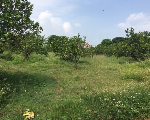 台南柚子園除草, 台南代客除草, 台南代客除草, 台南整地除草, 台南整地割草