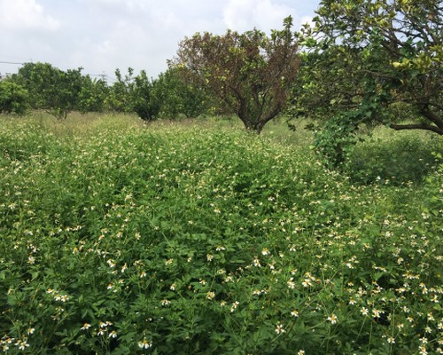 台南學甲柚子園除草, 台南學甲代客除草, 台南學甲代客除草, 台南學甲整地除草, 台南學甲整地割草