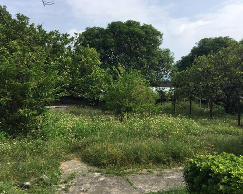 台南柚子園除草, 台南代客除草, 台南代客除草, 台南整地除草, 台南整地割草