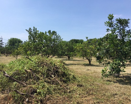 台南柚子園除草, 台南代客除草, 台南代客除草, 台南整地除草, 台南整地割草