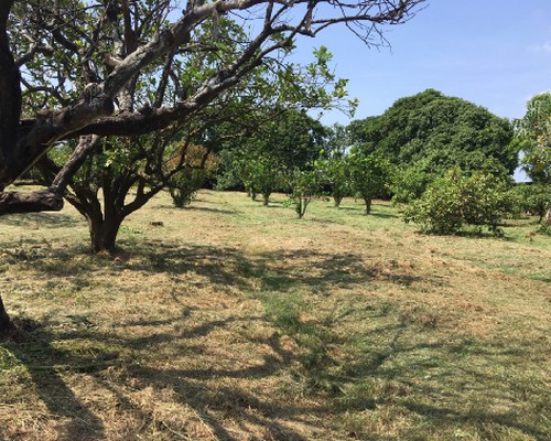 台南學甲柚子園除草, 台南學甲代客除草, 台南學甲代客除草, 台南學甲整地除草, 台南學甲整地割草