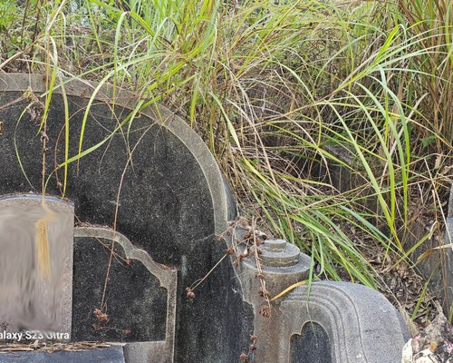 北門割草, 北門除草, 北門空地除草, 北門代客除草, 北門除(割)草作業