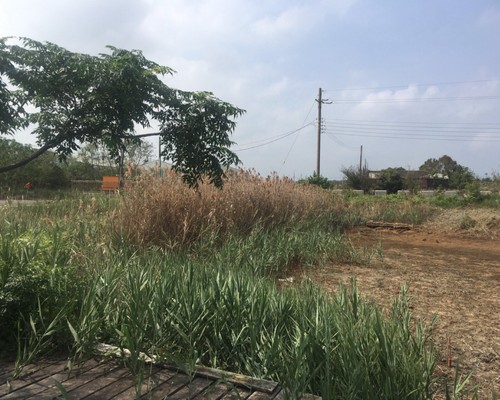 台南善化空地割草, 台南善化除草, 台南善化空地除草, 台南善化代客除草, 台南善化除(割)草作業