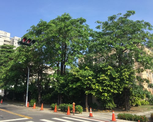 台南樹木修剪, 台南樹木修剪, 台南修剪樹木, 台南建地除草, 台南建地割草, 台南環境清理, 台南除草景觀工程, 台南園區空地除草, 台南除草鋸樹, 台南道路除草, 
    	台南代客除草, 台南除(割)草作業, 台南割草, 台南除草, 台南割草整地, 台南除草整地, 台南空地除草價格, 台南除草工, 台南整地除草費用, 台南空地割草, 台南整地除草, 台南空地除草