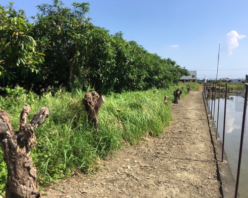 台南割草, 台南除草, 台南果園除草, 台南代客除草, 台南除(割)草作業