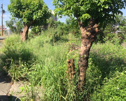 台南新化建地割草, 台南新化除草, 台南新化果園地除草, 台南新化代客除草, 台南新化除(割)草作業