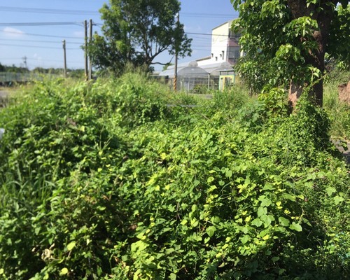 台南新化建地割草, 台南新化除草, 台南新化果園地除草, 台南新化代客除草, 台南新化除(割)草作業