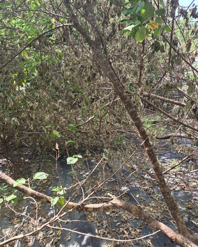台南環境整理, 台南鋸樹, 台南空屋除草, 台南樹木雜草廢棄物清運, 
                    台南空地除草, 台南除草鋸樹, 台南代客除草, 台南除(割)草作業, 台南割草, 台南除草, 台南割草整地, 台南除草整地, 台南空地除草價格, 台南除草工, 
                    台南整地除草費用, 台南空地割草, 台南整地除草, 台南空地除草