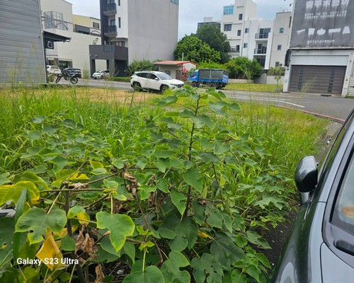 安平割草, 安平除草, 安平空地除草, 安平代客除草, 安平除(割)草作業