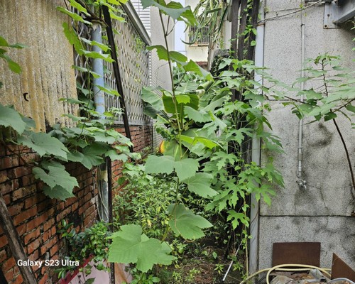 台南樹木移除, 台南樹木修剪, 台南景觀園藝庭園維護, 
                    台南墓地除草整理, 台南庭園環境整理, 台南門市除草, 台南園藝除草, 台南園藝整理, 台南環境維護, 台南定期除草, 台南庭園維護, 
                    台南園藝景觀維護除草