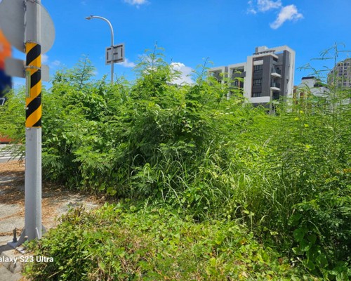 台南樹木移除, 台南樹木修剪, 台南景觀園藝庭園維護, 
                    台南墓地除草整理, 台南庭園環境整理, 台南門市除草, 台南園藝除草, 台南園藝整理, 台南環境維護, 台南定期除草, 台南庭園維護, 
                    台南園藝景觀維護除草