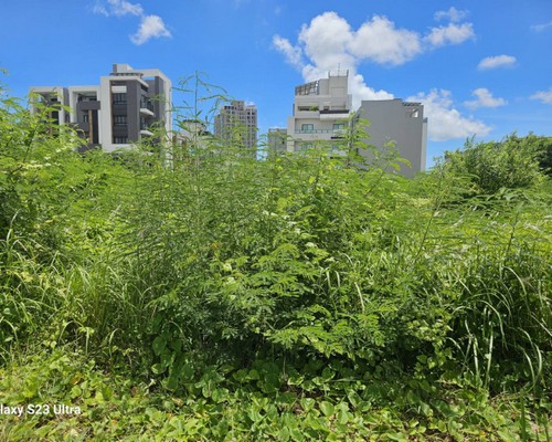 台南樹木移除, 台南樹木修剪, 台南景觀園藝庭園維護, 
                    台南墓地除草整理, 台南庭園環境整理, 台南門市除草, 台南園藝除草, 台南園藝整理, 台南環境維護, 台南定期除草, 台南庭園維護, 
                    台南園藝景觀維護除草