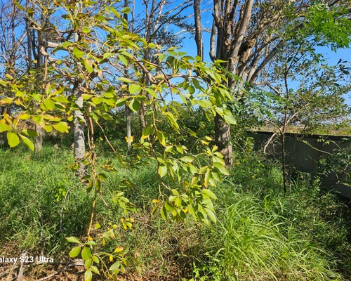 台南除草公司推薦, 台南除草價格, 台南祖厝墓園割草整理, 台南墓地除草, 台南墓地鋸樹, 
                    台南墓地環境整理, 台南割草, 台南除草, 台南割草整地, 台南除草整地, 台南代客除草, 台南空地除草價格, 台南除草工, 台南整地除草費用, 台南空地割草, 
                    台南整地除草, 台南空地除草