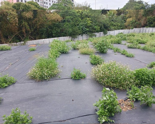台南割草, 台南除草, 台南空地除草, 台南代客除草, 台南除(割)草作業