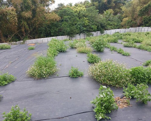 台南割草, 台南除草, 台南空地除草, 台南代客除草, 台南除(割)草作業