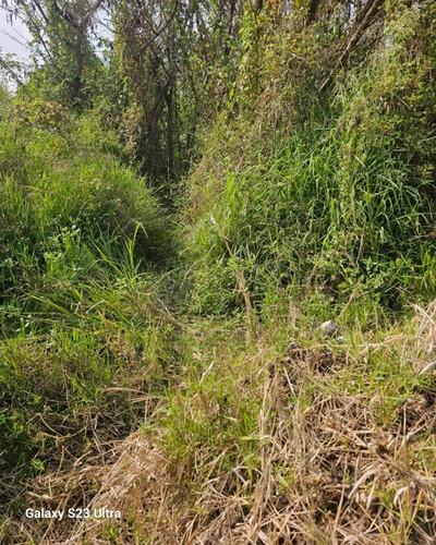 台南墓地除草, 台南墓園定期除草, 台南墓園除草, 台南割草, 台南除草, 台南割草整地, 台南除草整地, 台南代客除草, 台南空地除草價格, 台南除草工, 台南整地除草費用, 
        台南建地割草, 台南整地除草, 台南建地除草