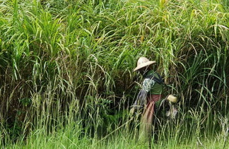 大內割草, 大內除草整地