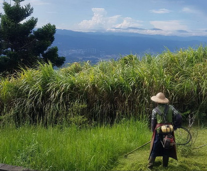 七股代客割草, 七股除草