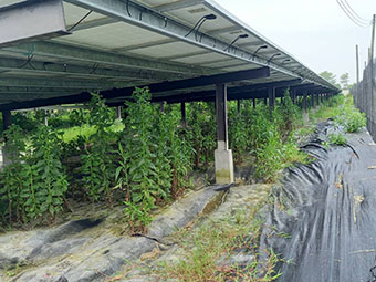 台南割草, 台南除草, 台南景觀維護