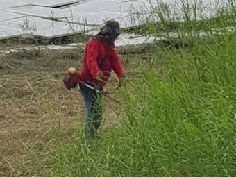 台南割草除草推薦