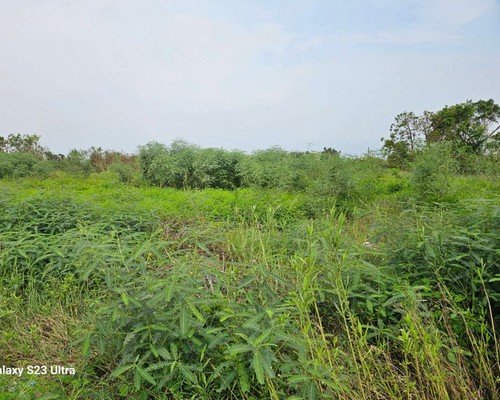 台南建地除草, 台南建地割草, 台南環境清理, 台南除草景觀工程, 台南代客除草, 台南除(割)草作業, 台南割草, 台南除草, 台南割草整地, 
                        台南除草整地, 台南空地除草價格, 台南除草工, 台南整地除草費用, 台南空地割草, 台南整地除草, 台南空地除草