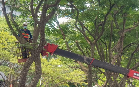 高雄樹木修剪