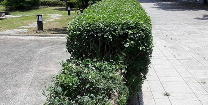 台南西港區除草